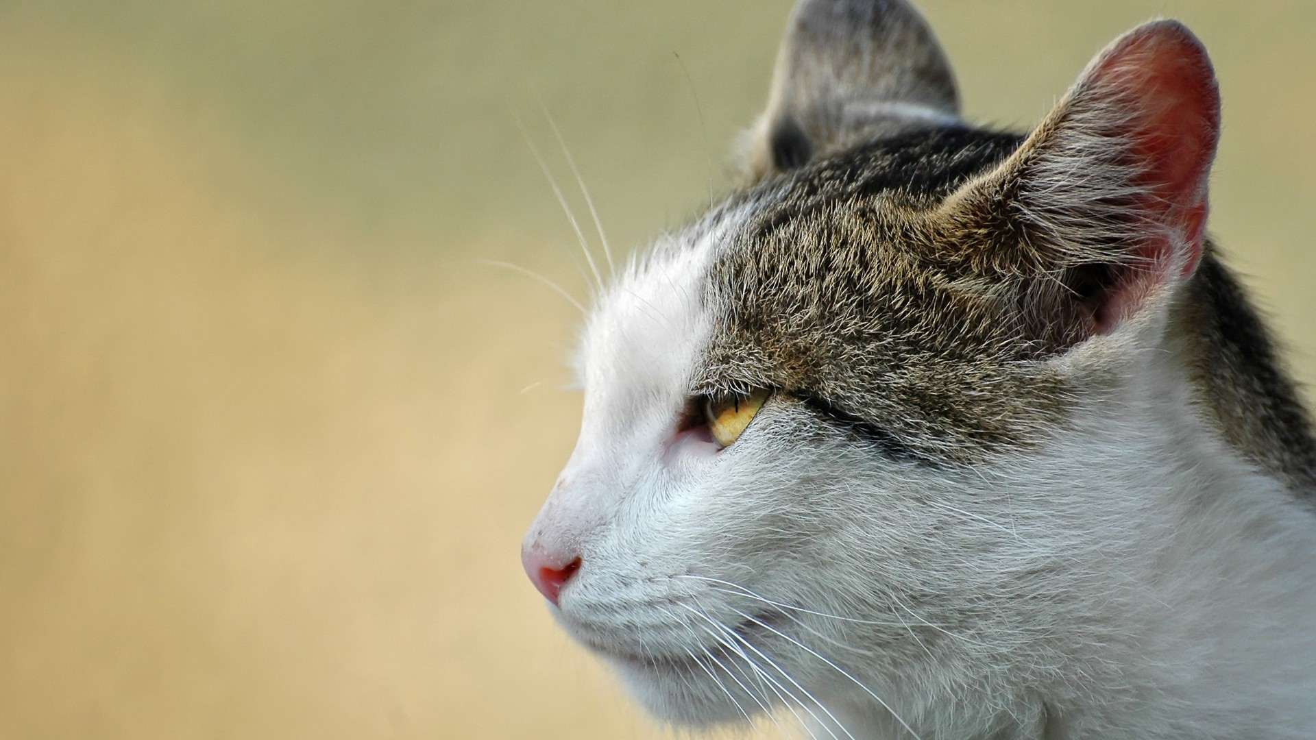 Foto af vild kat
